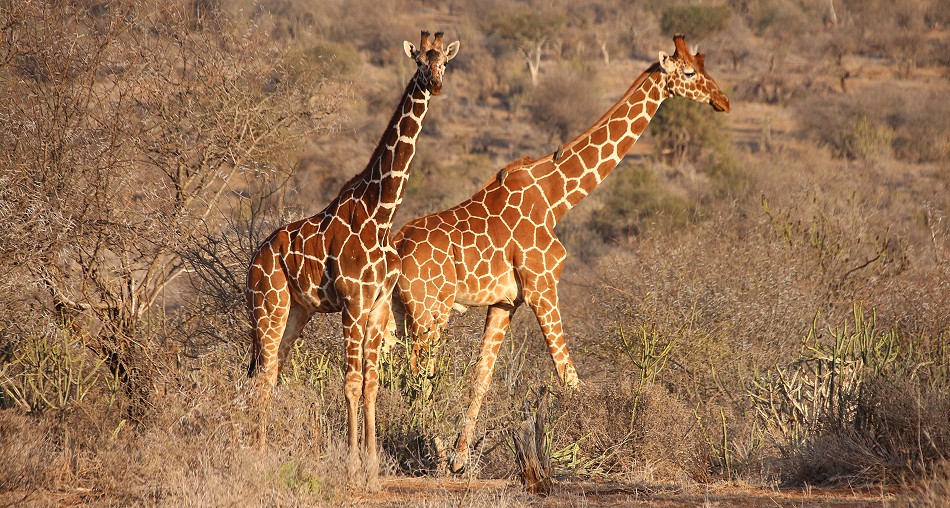 Netzgiraffen, Lakipia