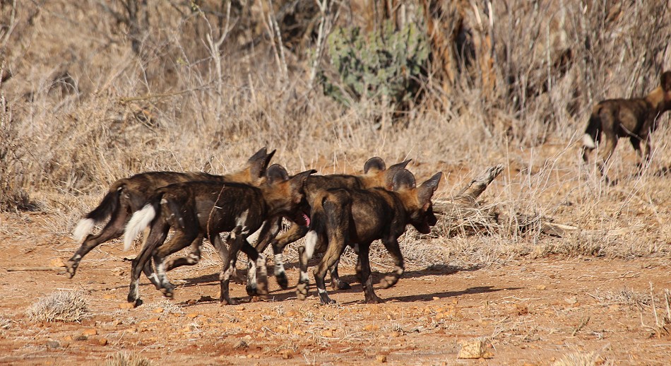 Laikipa, die Wildhunde kommen