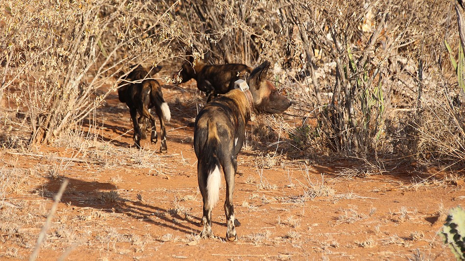 Laikipa, die Wildhunde kommen