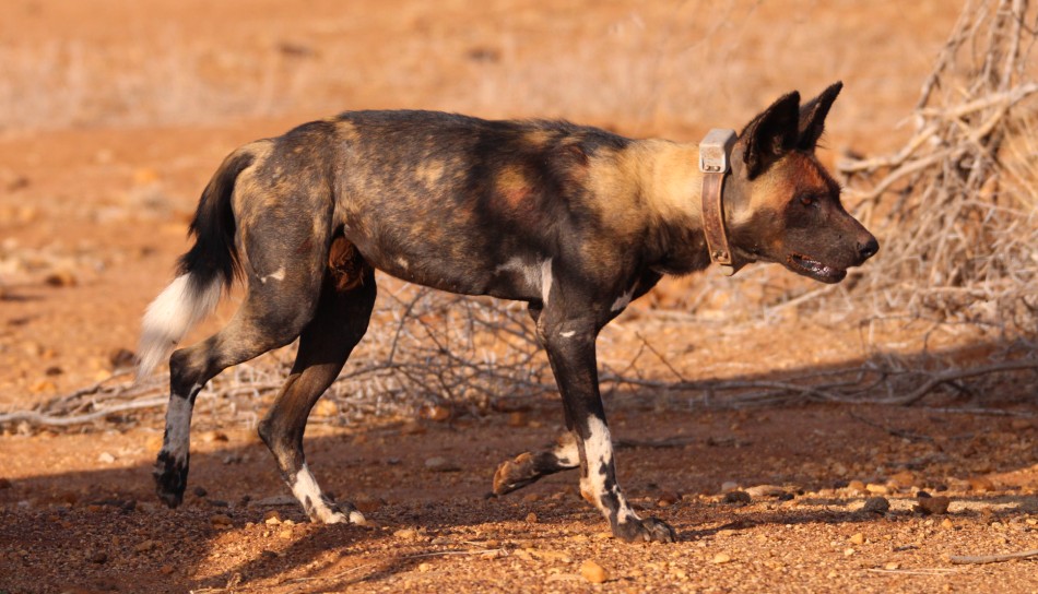 Laikipia Wildhunde, Jagen und Fressen
