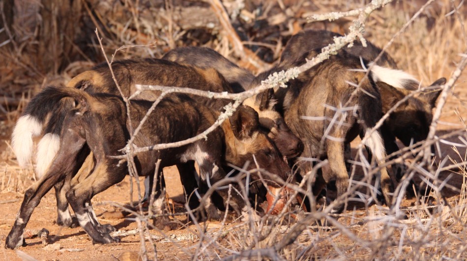 Laikipia Wildhunde, Jagen und Fressen