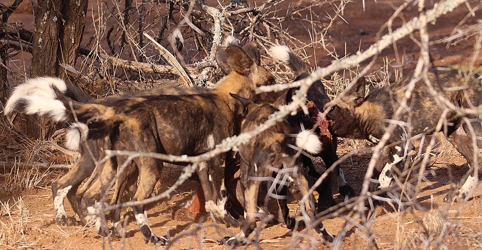 Laikipia Wildhunde, Jagen und Fressen