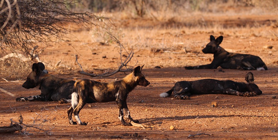 Laikipia Wildhunde, Jagen und Fressen