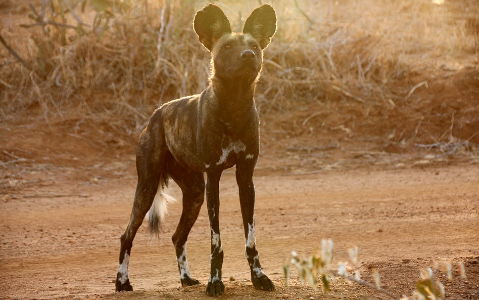 Laikipa, die Wildhunde kommen