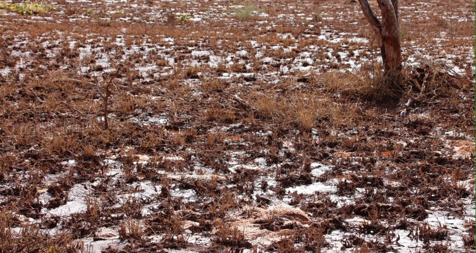Lumo Conservancy nach einem kurzen Unwetter