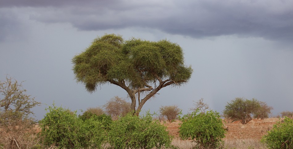 Taita Hills / Lumo Conservancy