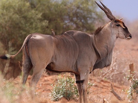 Lumo Conservancy, Elend Antilope