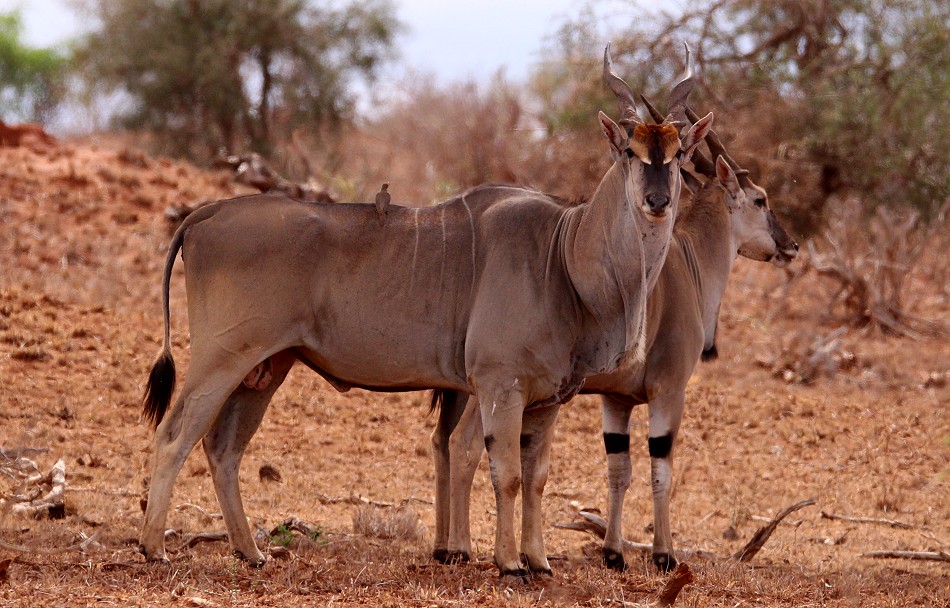 Lumo Conservancy, Elend Antilopen