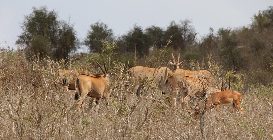 Lumo Conservancy, Elend Antilopen