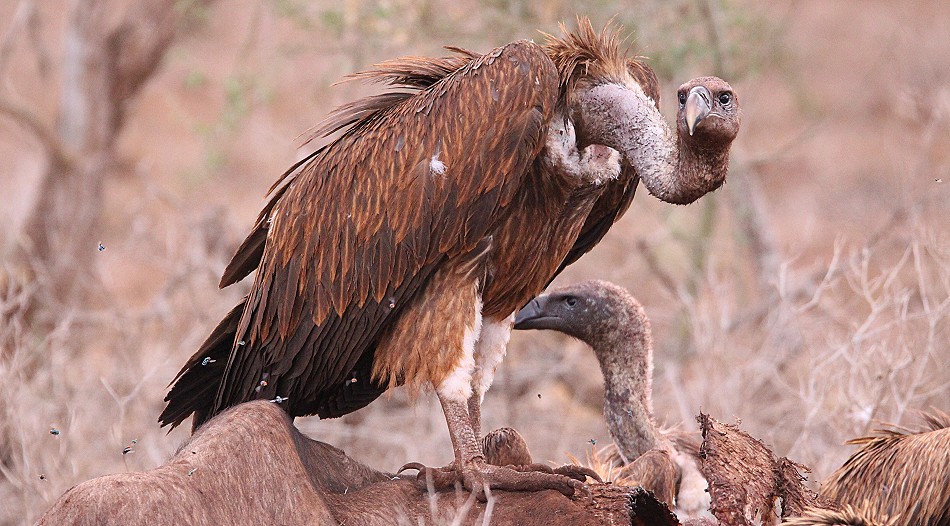 Lumo Conservancy, Geier bei der Arbeit