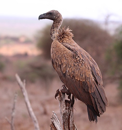 Lumo Conservancy, Geier bei der Arbeit