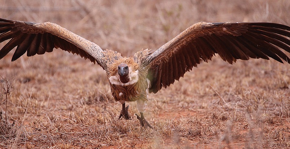 Lumo Conservancy, Geier bei der Arbeit