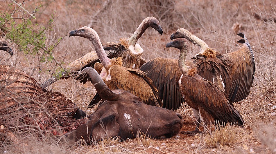 Lumo Conservancy, Geier bei der Arbeit