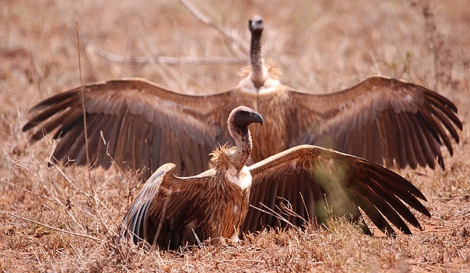 Lumo Conservancy, Geier bei der Arbeit