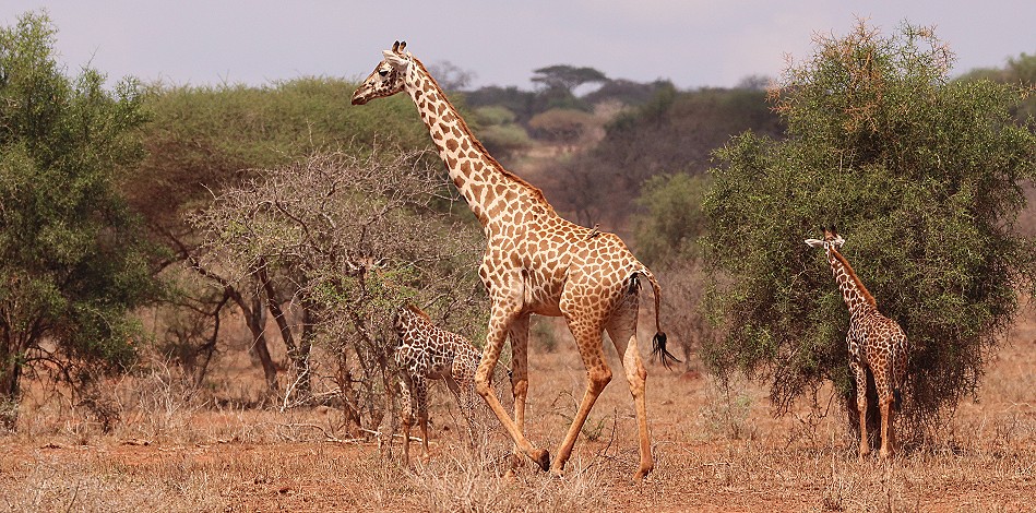 Masai Giraffen im Lumo Conservancy