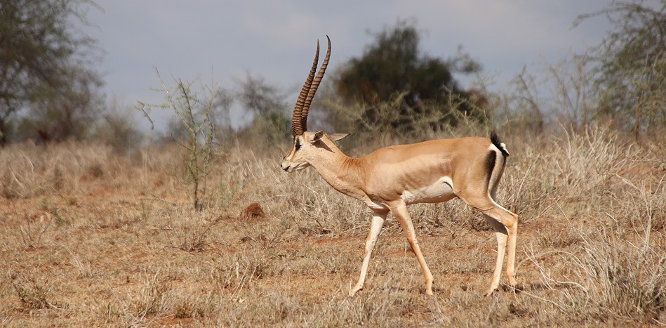 Dürre im Lumo Conservancy, Grantgazelle