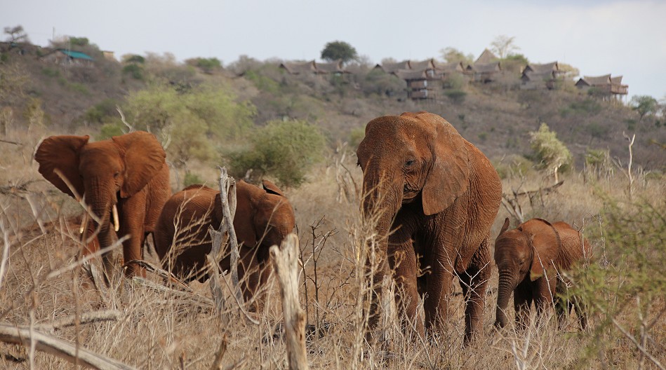 Elefanten im Lumo Conservancy