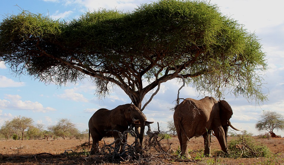 hautnahe Elefantenbegegnung im Lumo Conservancy