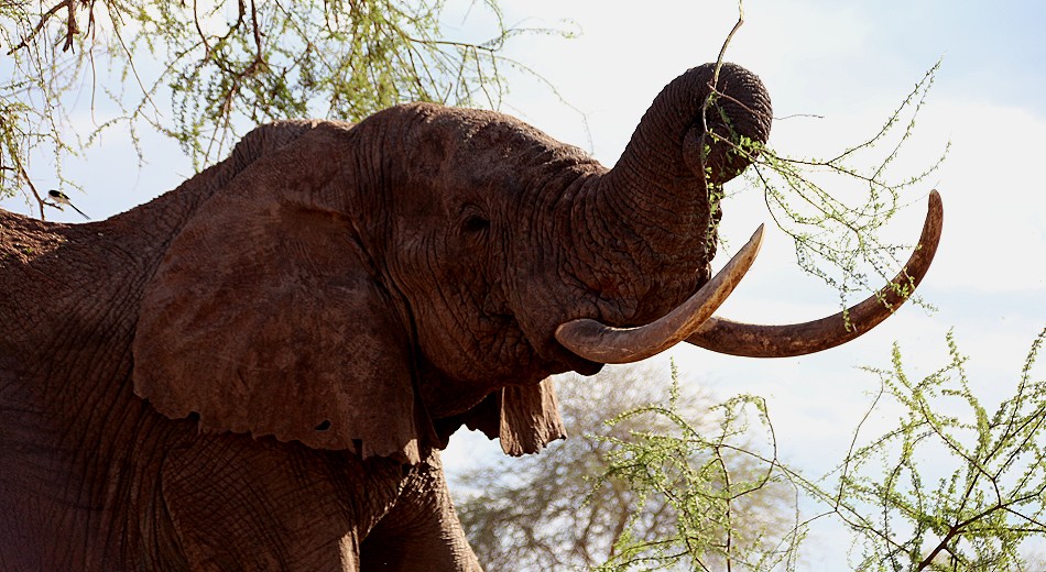 hautnahe Elefantenbegegnung im Lumo Conservancy