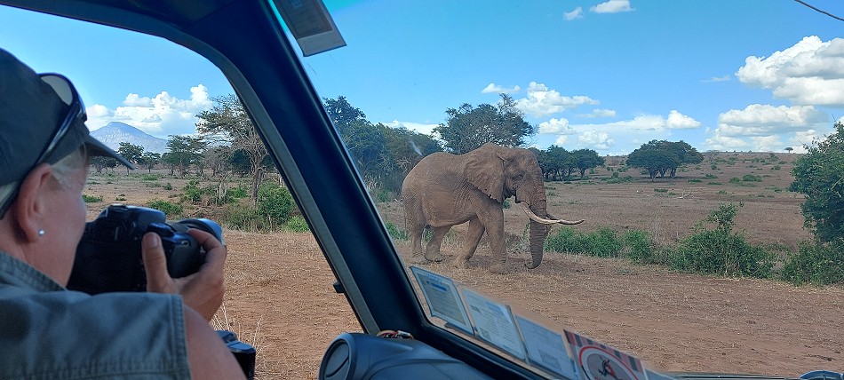 hautnahe Elefantenbegegnung im Lumo Conservancy