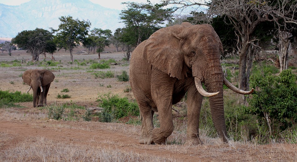 hautnahe Elefantenbegegnung im Lumo Conservancy