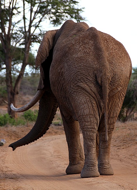 hautnahe Elefantenbegegnung im Lumo Conservancy