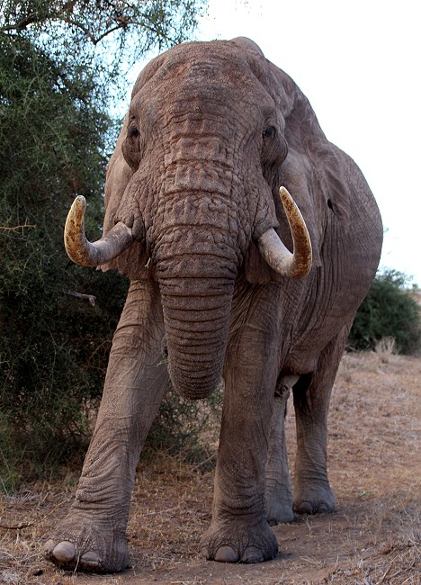 hautnahe Elefantenbegegnung im Lumo Conservancy
