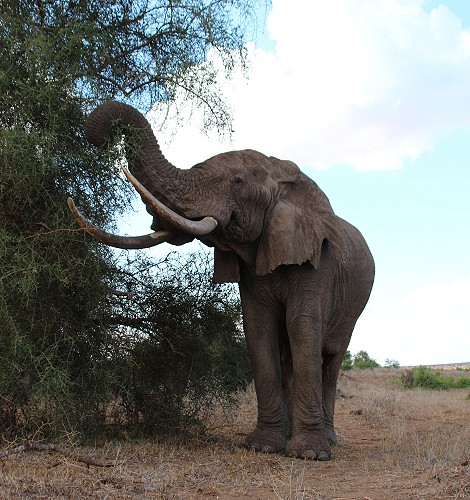 hautnahe Elefantenbegegnung im Lumo Conservancy