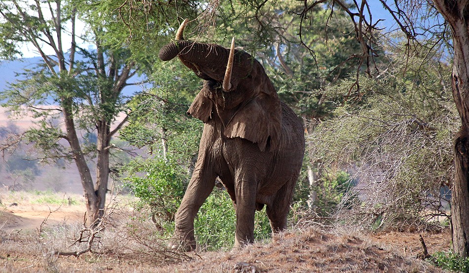 hautnahe Elefantenbegegnung im Lumo Conservancy