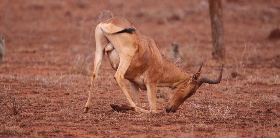 Dürre im Lumo Conservancy, Kongoni