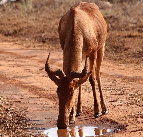 Kongoni freut sich über frisches Regenwasser