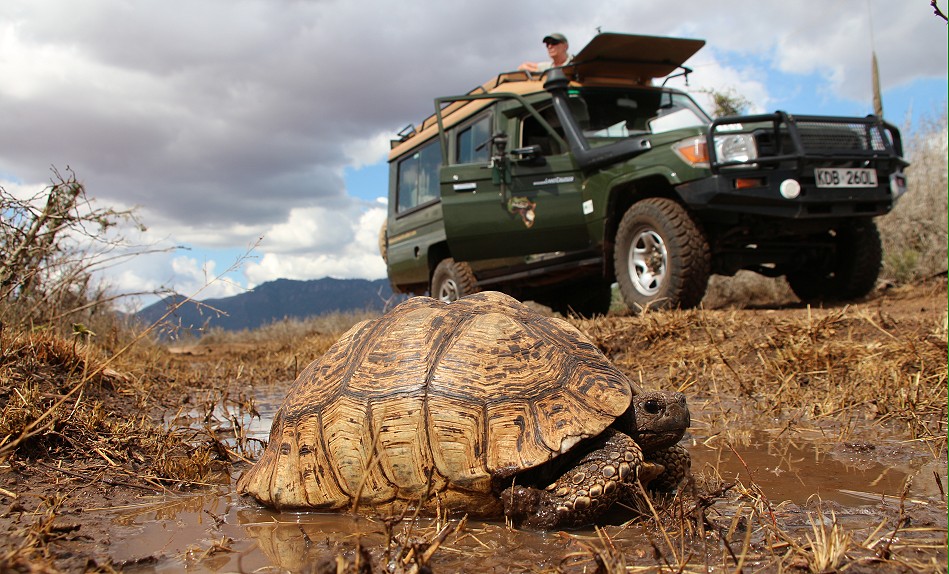 Leopardschildkröte freut sich über frisches Regenwasser
