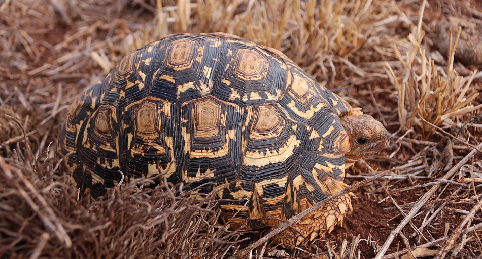 junge Leopardschildkröte im Lumo Conservancy