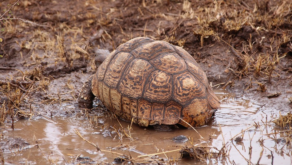 Leopardschildkröte freut sich über frisches Regenwasser