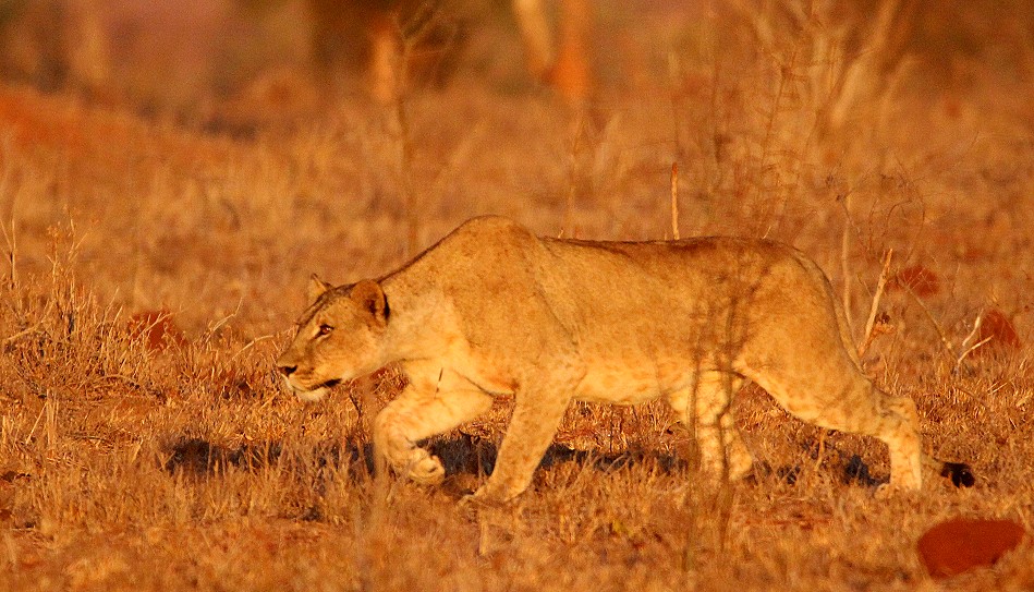 jagende Löwin im Lumo Conservancy