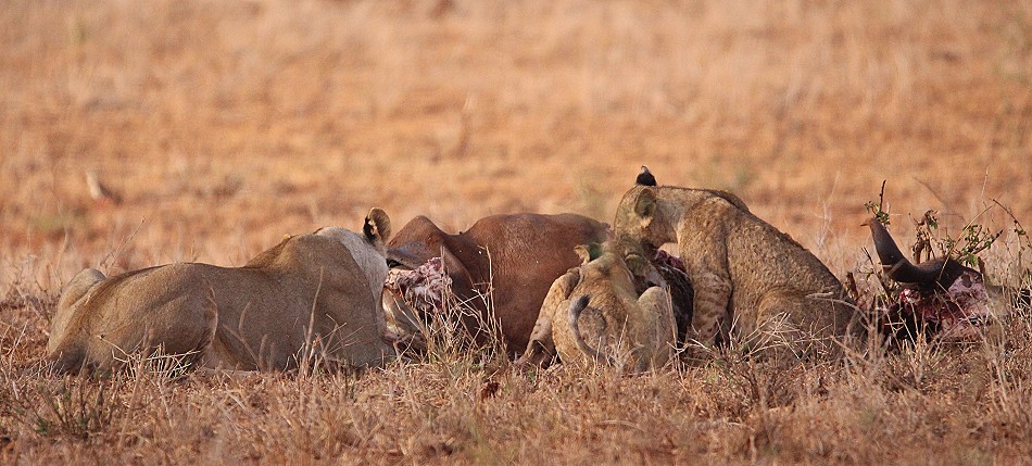 Löwen am Büffelkadaver, Lumo Conservancy