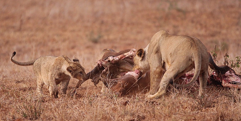 Löwen am Büffelkadaver, Lumo Conservancy