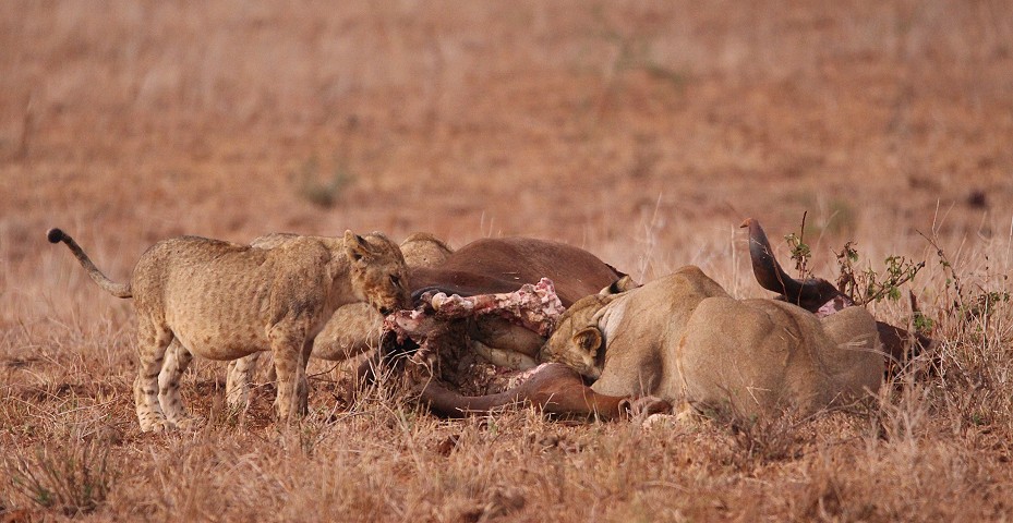 Löwen am Büffelkadaver, Lumo Conservancy