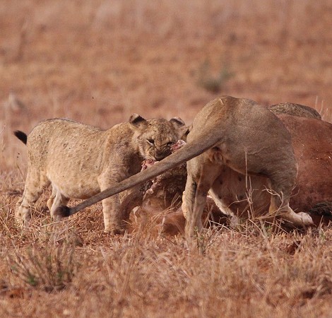 Löwen am Büffelkadaver, Lumo Conservancy