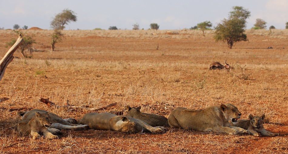 vier Löwen Weibchen mit 3 Jungtieren, Lumo Conservancy
