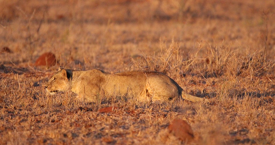 jagende Löwin im Lumo Conservancy