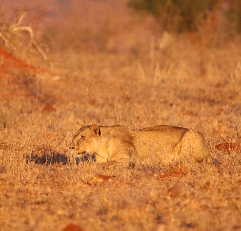 jagende Löwin im Lumo Conservancy