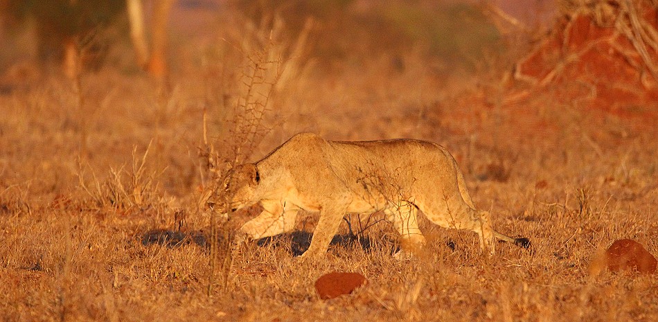 jagende Löwin im Lumo Conservancy
