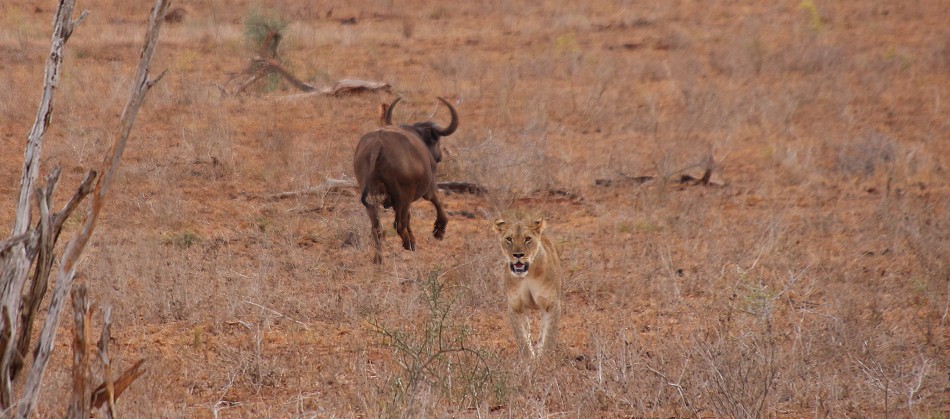 vergebliche Büffeljagd im Lumo Conservancy