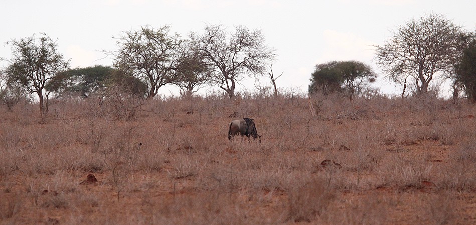 jagende Löwin im Lumo Conservancy