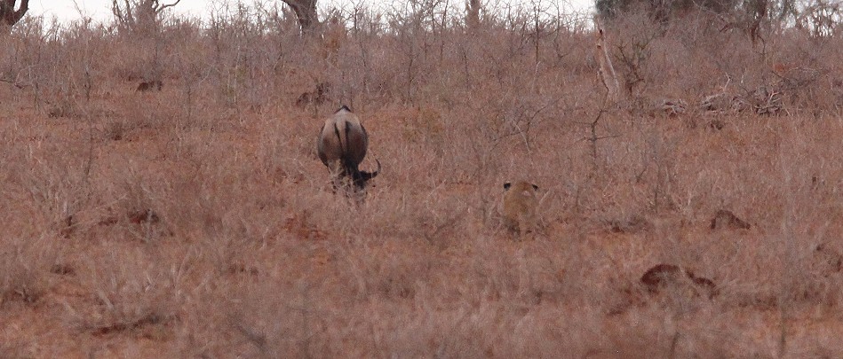 jagende Löwin im Lumo Conservancy