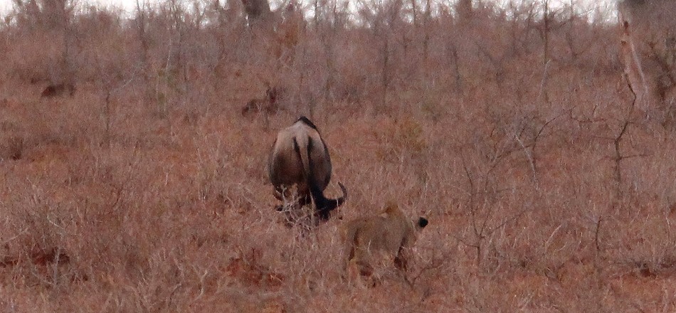jagende Löwin im Lumo Conservancy
