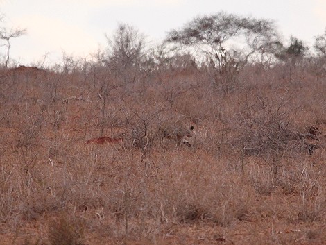 jagende Löwin im Lumo Conservancy