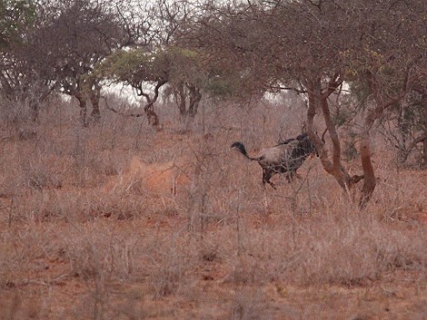 jagende Löwin im Lumo Conservancy