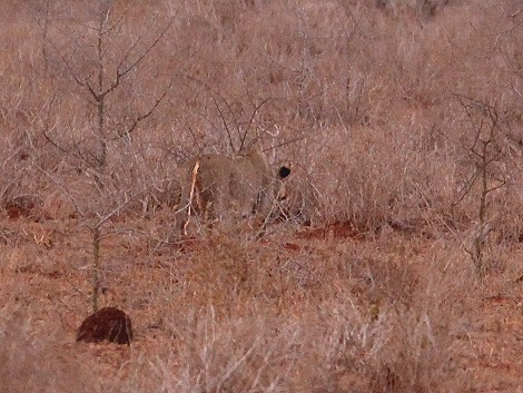 jagende Löwin im Lumo Conservancy